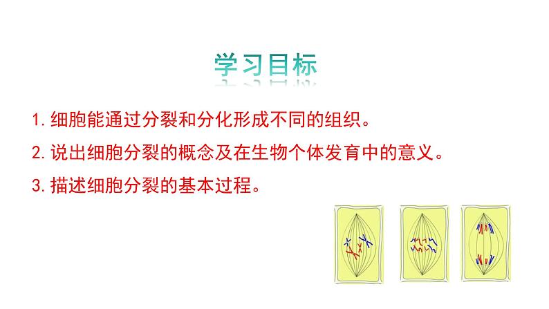 1.2.1细胞的分裂和分化第一课时课件---2024-2025学年苏教版（2024版）七年级生物上册第3页