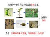 1.2.1细胞的分裂和分化第一课时课件---2024-2025学年苏教版（2024版）七年级生物上册