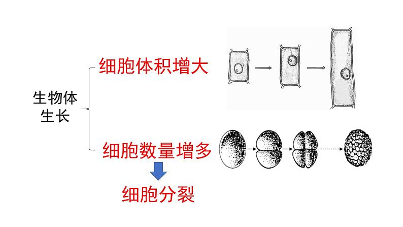 1.2.1细胞的分裂和分化第一课时课件---2024-2025学年苏教版（2024版）七年级生物上册第6页