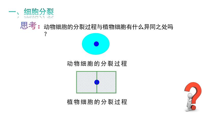 1.2.1细胞的分裂和分化第一课时课件---2024-2025学年苏教版（2024版）七年级生物上册第8页