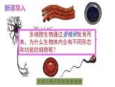1.2.1细胞的分裂和分化第2课时课件---2024-2025学年苏教版（2024版）七年级生物上册