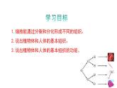 1.2.1细胞的分裂和分化第2课时课件---2024-2025学年苏教版（2024版）七年级生物上册