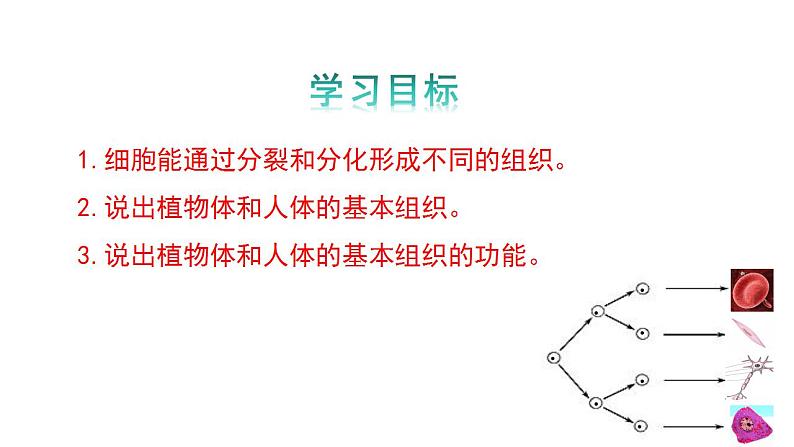 1.2.1细胞的分裂和分化第2课时课件---2024-2025学年苏教版（2024版）七年级生物上册第3页