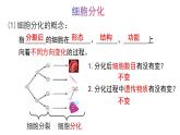 1.2.1细胞的分裂和分化第2课时课件---2024-2025学年苏教版（2024版）七年级生物上册