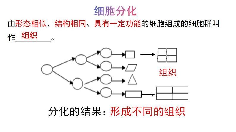 1.2.1细胞的分裂和分化第2课时课件---2024-2025学年苏教版（2024版）七年级生物上册第6页