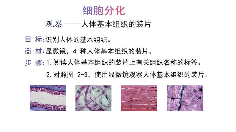 1.2.1细胞的分裂和分化第2课时课件---2024-2025学年苏教版（2024版）七年级生物上册第7页