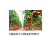 1.2.3  多细胞生物  课件---2024-2025学年苏教版（2024版）七年级生物上册