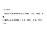 1.2.3  多细胞生物  课件---2024-2025学年苏教版（2024版）七年级生物上册
