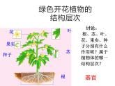 1.2.3  多细胞生物  课件---2024-2025学年苏教版（2024版）七年级生物上册