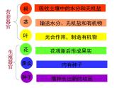 1.2.3  多细胞生物  课件---2024-2025学年苏教版（2024版）七年级生物上册