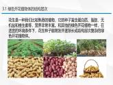 1.2.3 多细胞生物 课件---2024-2025学年苏教版（2024版）七年级生物上册