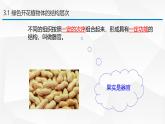 1.2.3 多细胞生物 课件---2024-2025学年苏教版（2024版）七年级生物上册
