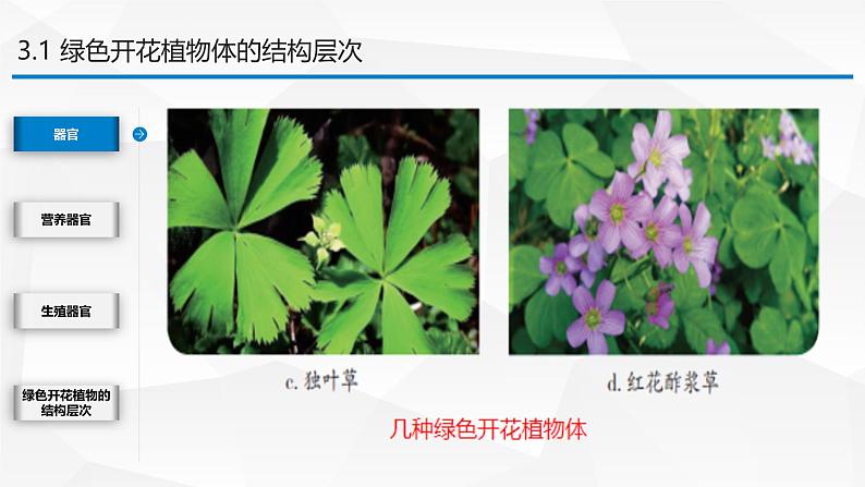 1.2.3 多细胞生物 课件---2024-2025学年苏教版（2024版）七年级生物上册第7页