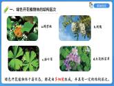 1.2.3 多细胞生物课件---2024-2025学年苏教版（2024版）七年级生物上册