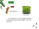 1.2.3多细胞生物课件 -2024-2025学年苏教版（2024版）七年级生物上册
