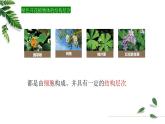 1.2.3多细胞生物课件 -2024-2025学年苏教版（2024版）七年级生物上册