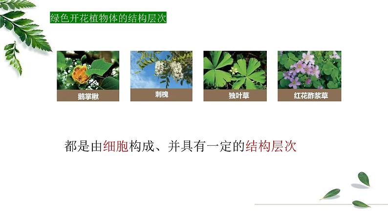 1.2.3多细胞生物课件 -2024-2025学年苏教版（2024版）七年级生物上册第4页