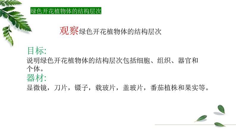 1.2.3多细胞生物课件 -2024-2025学年苏教版（2024版）七年级生物上册第5页