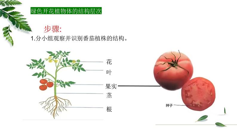 1.2.3多细胞生物课件 -2024-2025学年苏教版（2024版）七年级生物上册第6页