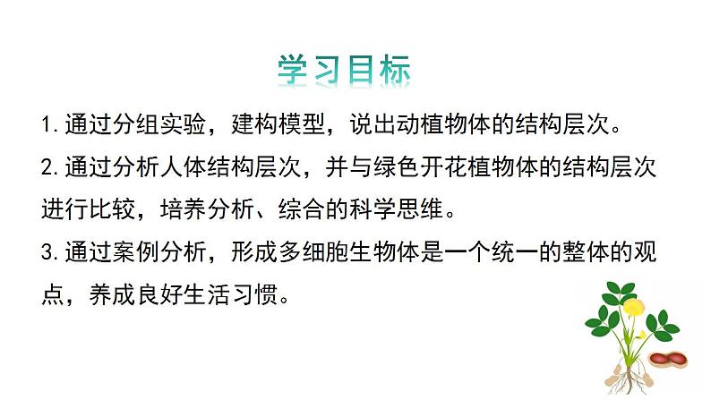 1.2.3多细胞生物课件---2024-2025学年苏教版（2024版）七年级生物上册第3页