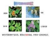 1.2.3多细胞生物课件---2024-2025学年苏教版（2024版）七年级生物上册