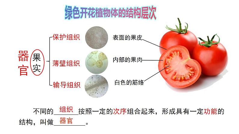 1.2.3多细胞生物课件---2024-2025学年苏教版（2024版）七年级生物上册第7页