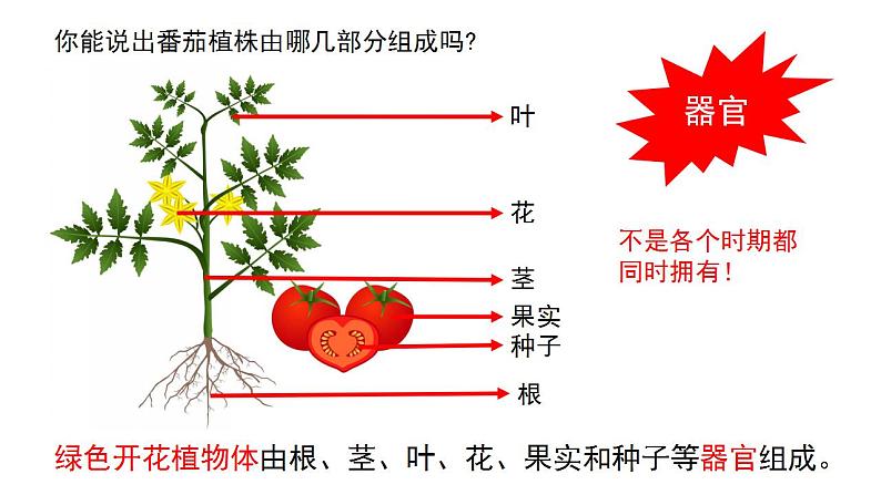 1.2.3多细胞生物课件---2024-2025学年苏教版（2024版）七年级生物上册第8页