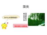 2.3.1  藻类和苔藓植物、蕨类植物  课件---2024-2025学年苏教版（2024版）七年级生物上册