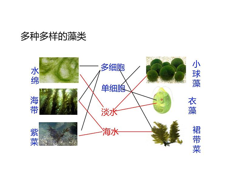 2.3.1  藻类和苔藓植物、蕨类植物  课件---2024-2025学年苏教版（2024版）七年级生物上册05