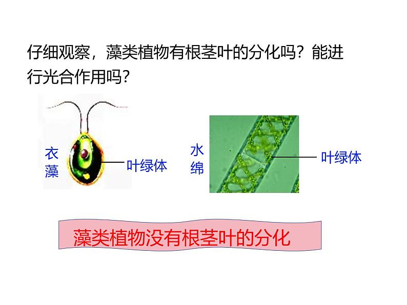 2.3.1  藻类和苔藓植物、蕨类植物  课件---2024-2025学年苏教版（2024版）七年级生物上册06