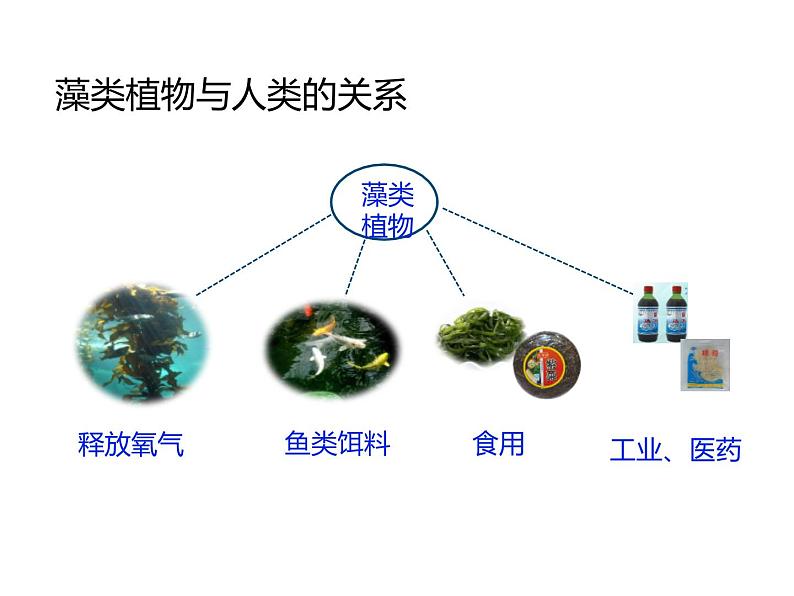 2.3.1  藻类和苔藓植物、蕨类植物  课件---2024-2025学年苏教版（2024版）七年级生物上册07