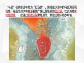 2.3.1 藻类和苔藓植物、蕨类植物课件 2024-2025学年苏教版（2024版）七年级生物上册