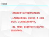 2.3.1 藻类和苔藓植物、蕨类植物课件 2024-2025学年苏教版（2024版）七年级生物上册