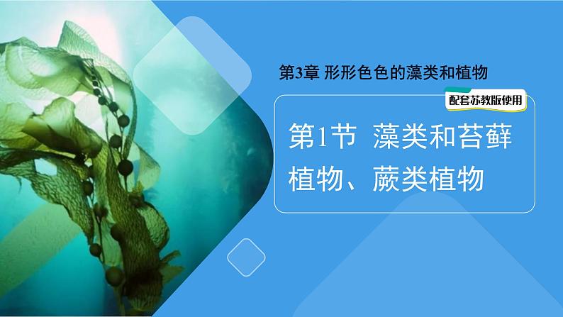 2.3.1 藻类和苔藓植物、蕨类植物课件---2024-2025学年苏教版（2024版）七年级生物上册第1页