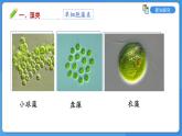 2.3.1 藻类和苔藓植物、蕨类植物课件---2024-2025学年苏教版（2024版）七年级生物上册