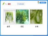 2.3.1 藻类和苔藓植物、蕨类植物课件---2024-2025学年苏教版（2024版）七年级生物上册