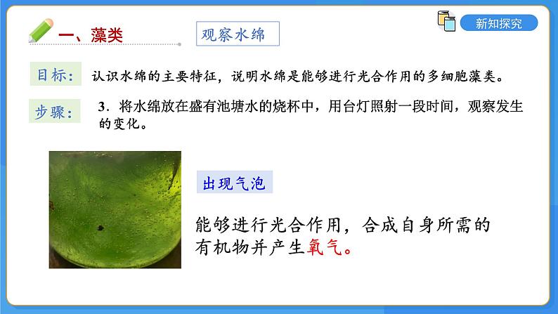 2.3.1 藻类和苔藓植物、蕨类植物课件---2024-2025学年苏教版（2024版）七年级生物上册第7页