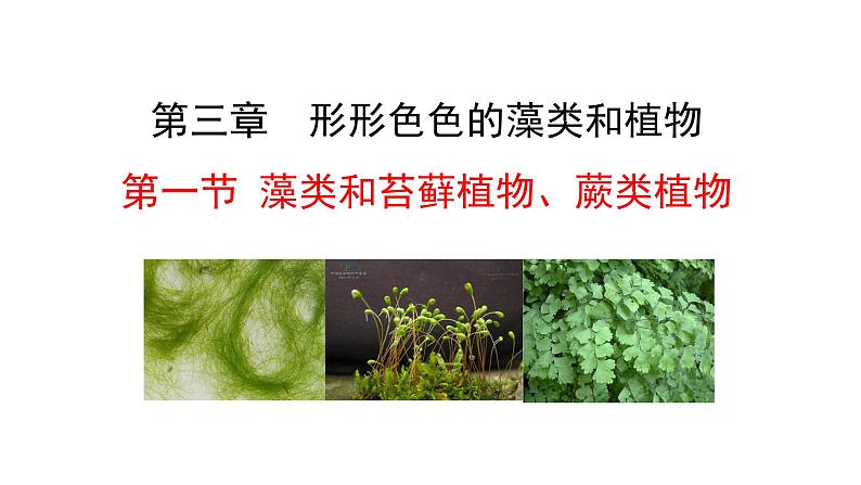 2.3.1藻类和苔藓植物、蕨类植物课件 ---2024-2025学年苏教版（2024版）七年级生物上册01