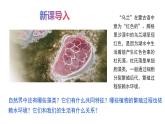 2.3.1藻类和苔藓植物、蕨类植物课件 ---2024-2025学年苏教版（2024版）七年级生物上册