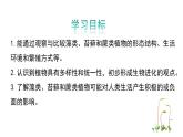 2.3.1藻类和苔藓植物、蕨类植物课件 ---2024-2025学年苏教版（2024版）七年级生物上册