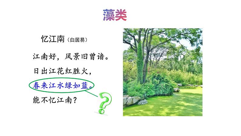 2.3.1藻类和苔藓植物、蕨类植物课件 ---2024-2025学年苏教版（2024版）七年级生物上册05