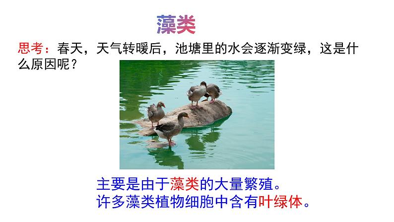 2.3.1藻类和苔藓植物、蕨类植物课件 ---2024-2025学年苏教版（2024版）七年级生物上册06