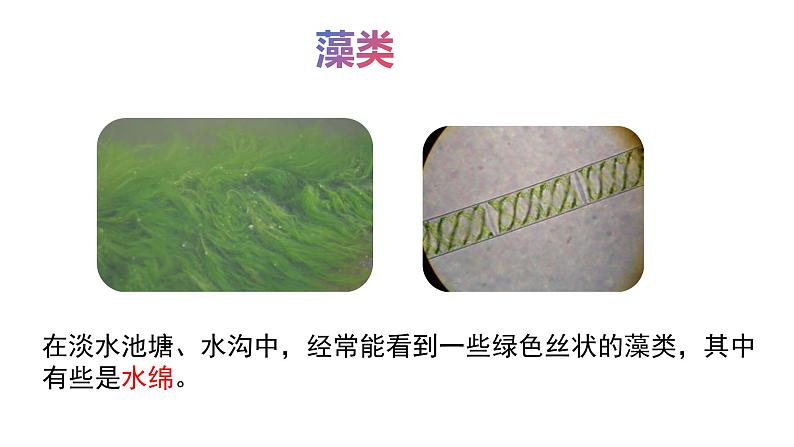 2.3.1藻类和苔藓植物、蕨类植物课件 ---2024-2025学年苏教版（2024版）七年级生物上册07
