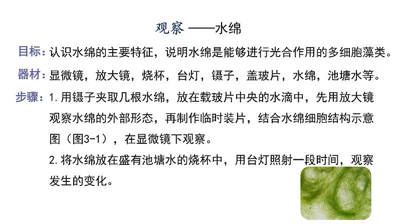 2.3.1藻类和苔藓植物、蕨类植物课件 ---2024-2025学年苏教版（2024版）七年级生物上册08