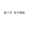2.3.2  种子植物  课件---2024-2025学年苏教版（2024版）七年级生物上册