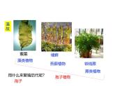 2.3.2  种子植物  课件---2024-2025学年苏教版（2024版）七年级生物上册