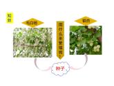 2.3.2  种子植物  课件---2024-2025学年苏教版（2024版）七年级生物上册