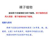 2.3.2  种子植物  课件---2024-2025学年苏教版（2024版）七年级生物上册