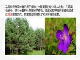 2.3.2 种子植物课件---2024-2025学年苏教版（2024版）七年级生物上册