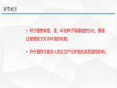 2.3.2 种子植物课件---2024-2025学年苏教版（2024版）七年级生物上册